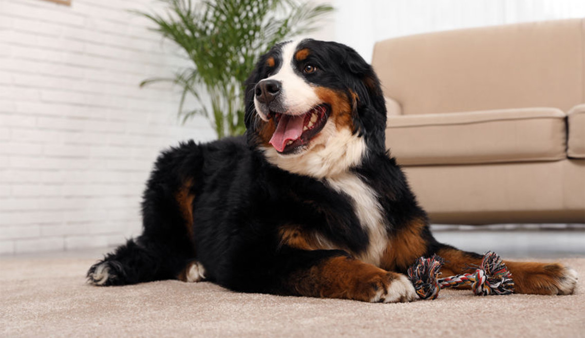 Carpet Deodorizing