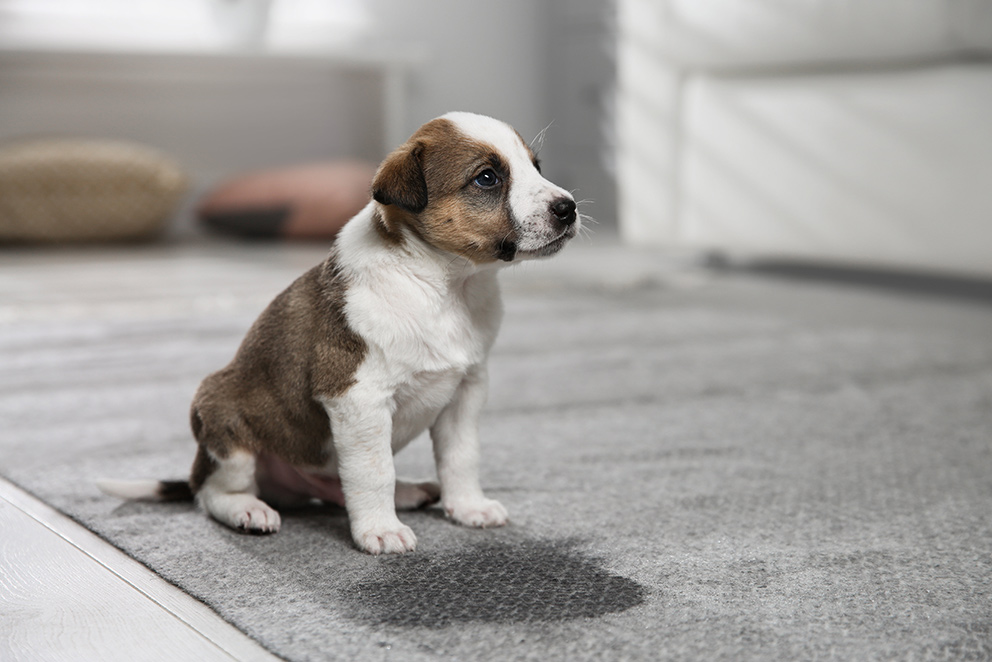Pet Odor Removal