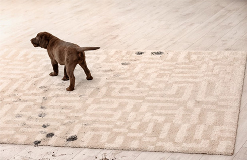 Carpet Cleaning