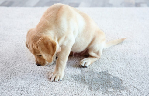 Pet Odor Removal