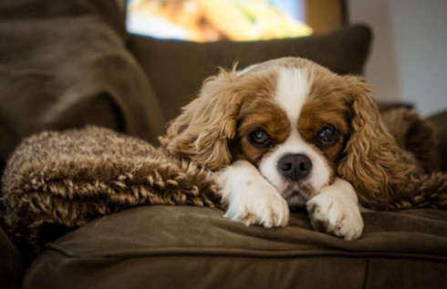 Upholstery Cleaning